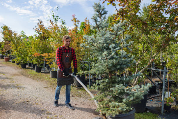  Lakeland North, WA Tree Service Pros